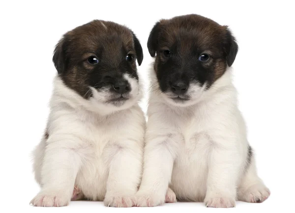 Два щенка лисьего терьера, 1 месяц, сидящие перед белым фоном — стоковое фото
