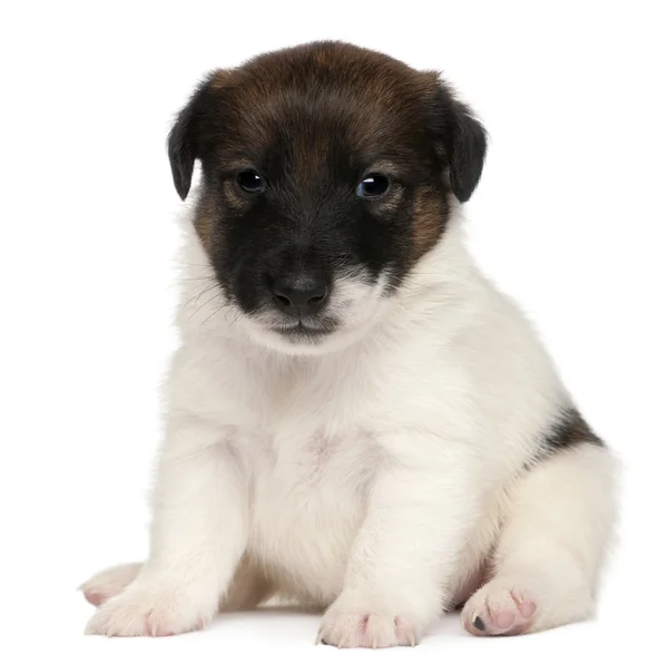 Fox terrier puppy, 1 month old, sitting in front of white background — Stock Photo, Image