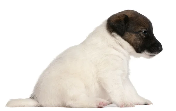 Anjing terrier rubah, 1 bulan, duduk di depan latar belakang putih — Stok Foto