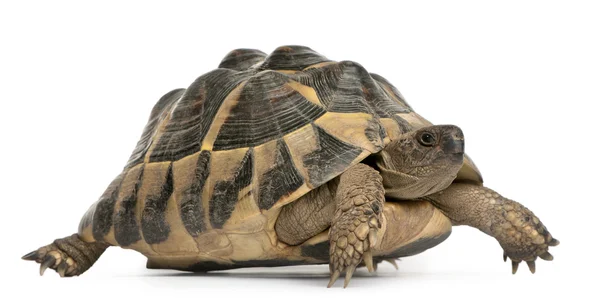 Hermann de schildpad, testudo hermanni, wandelen voor witte achtergrond — Stockfoto