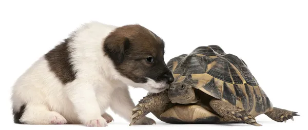 Filhote de cachorro Fox terrier, 1 mês, e tartaruga de Hermann, Testudo — Fotografia de Stock