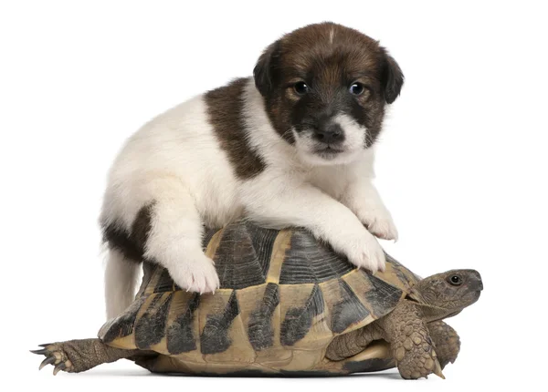 Fox terrier puppy, 1 month old, and Hermann's tortoise, Testudo hermanni, in front of white background — Stock Photo, Image