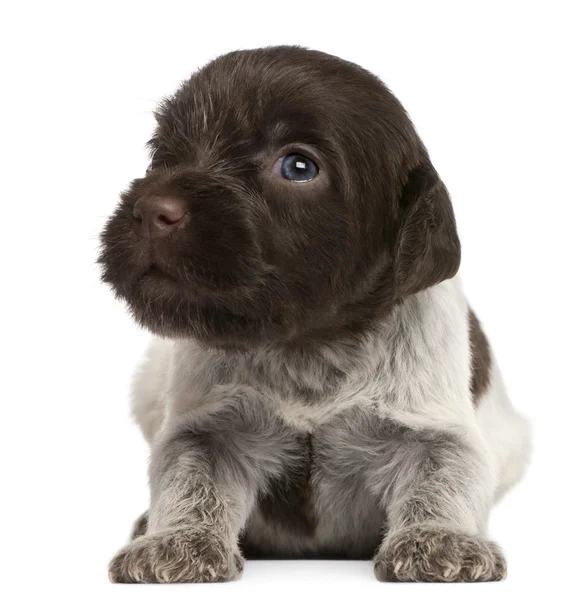 Wirehaired Pointing Griffon puppy, 1 month old, in front of white background — Stock Photo, Image