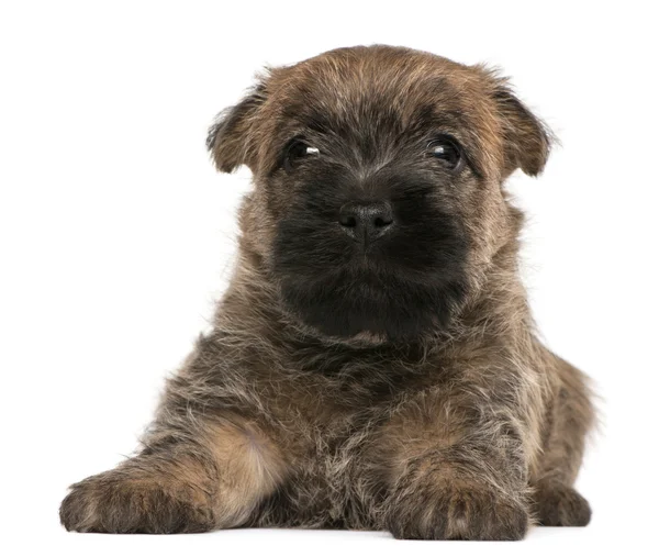 Cairn Terrier Puppy, 6 weeks old, in front of white background — Stock Photo, Image