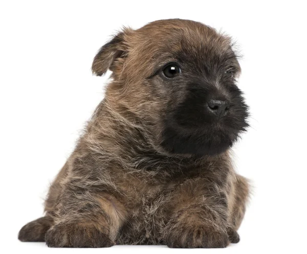 Cairn Terrier Cachorro, 6 semanas de edad, frente al fondo blanco —  Fotos de Stock