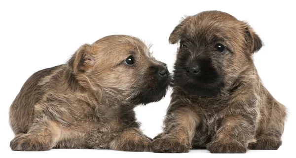 Twee cairn terrier puppies, 6 weken oud, voor witte achtergrond — Stockfoto