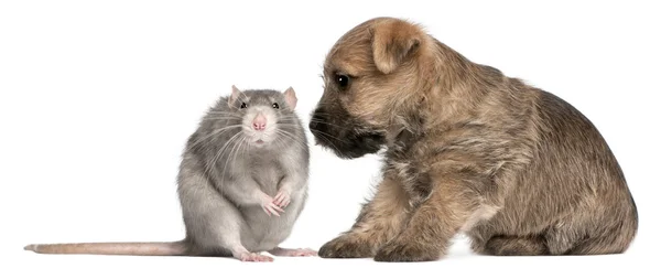 Cairn Terrier kiskutya, 6 hetes, és egy fehér háttér előtt patkány — Stock Fotó