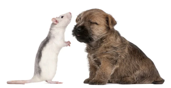 Cairn Terrier kiskutya, 6 hetes, és egy fehér háttér előtt patkány — Stock Fotó