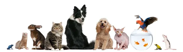 Groep van huisdieren zit op witte achtergrond — Stockfoto