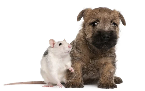 Cairn Terriër puppy, 6 weken oud, en een rat voor witte achtergrond — Stockfoto