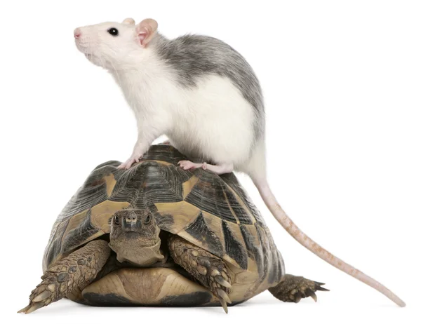 Rat och hermann's sköldpadda, testudo hermanni, framför vit bakgrund — Stockfoto