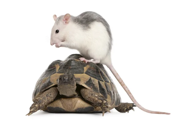 Krysa a želva zelenavá testudo hermanni, před bílým pozadím — Stock fotografie