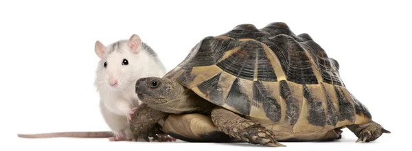 Rato e tartaruga de Hermann, Testudo hermanni, em frente ao fundo branco — Fotografia de Stock