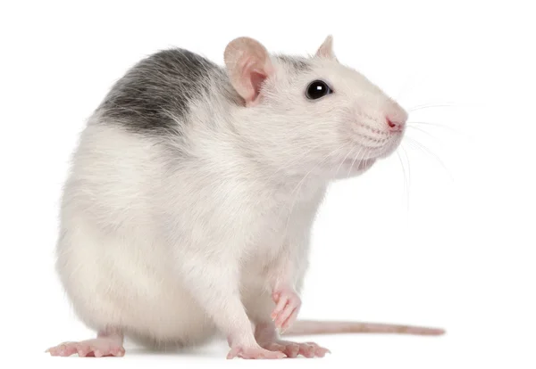 Крыса Хаски, 12 месяцев, на белом фоне — стоковое фото