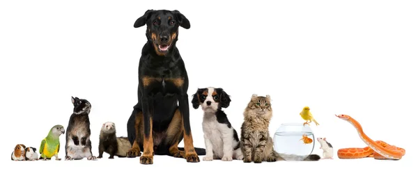 Group of pets sitting in front of white background — Stock Photo, Image