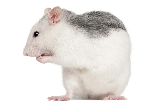 Husky råtta, 12 månader, framför vit bakgrund — Stockfoto
