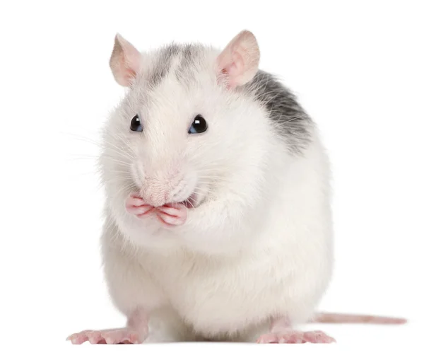 Крыса Хаски, 12 месяцев, на белом фоне — стоковое фото