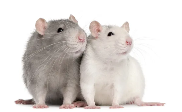 Two rats, 12 months old, in front of white background — Stock Photo, Image