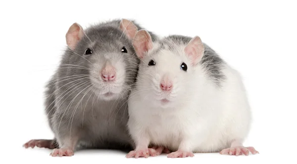 Dois ratos, 12 meses, em frente ao fundo branco — Fotografia de Stock