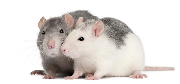 Deux rats, 12 mois, devant fond blanc — Photo