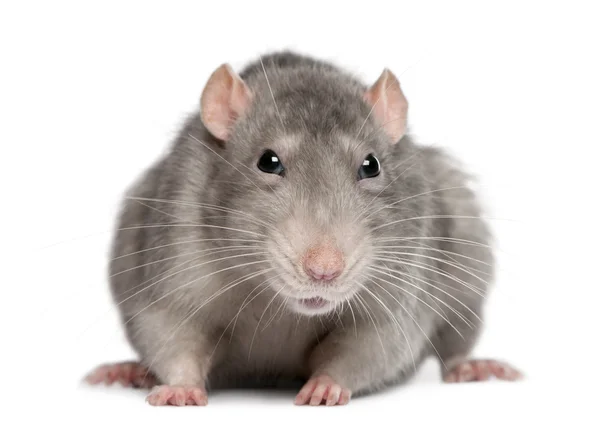 Blue rat in front of white background — Stock Photo, Image
