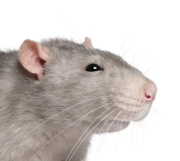 Närbild av blå råtta framför vit bakgrund — Stockfoto