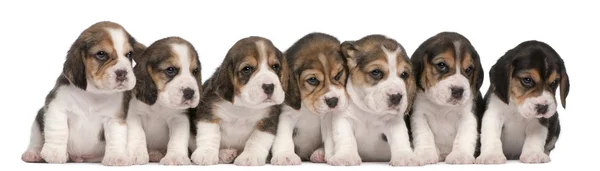 Grupa beagle szczenięta, 4 tygodni, siedząc w wierszu przed białym tle — Zdjęcie stockowe