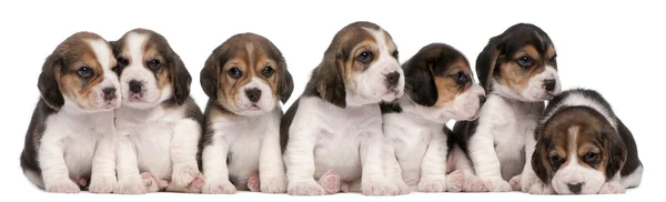 Groep van beagle puppies, 4 weken oud, zitten in een rij voor witte achtergrond — Stockfoto