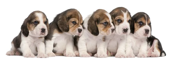 Gruppe Beagle-Welpen, 4 Wochen alt, in einer Reihe vor weißem Hintergrund sitzend — Stockfoto