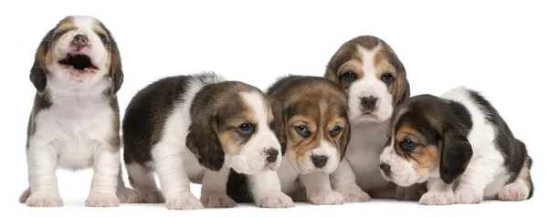 Group of Beagle puppies, 4 weeks old, sitting in a row in front of white background — Stock Photo, Image