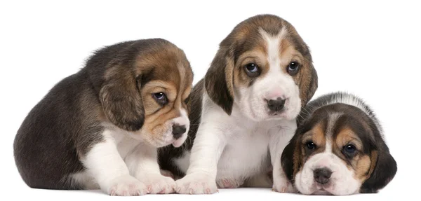 Grupo de cachorros Beagle, de 4 semanas de edad, sentados en fila frente al fondo blanco —  Fotos de Stock