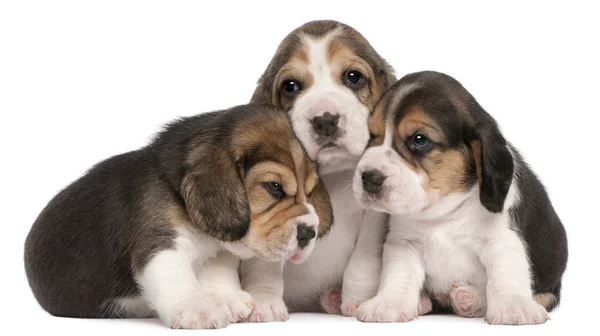Группа щенков Beagle, 4 недели, сидя в ряд на белом фоне — стоковое фото
