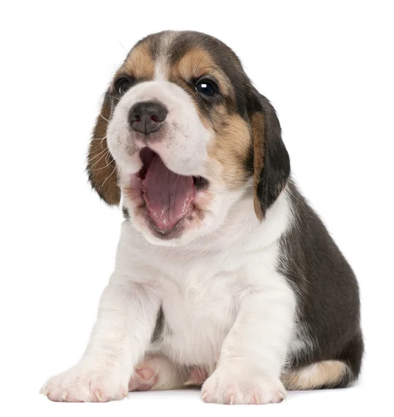 Cachorro Beagle, 4 semanas de edad, bostezando frente al fondo blanco — Foto de Stock