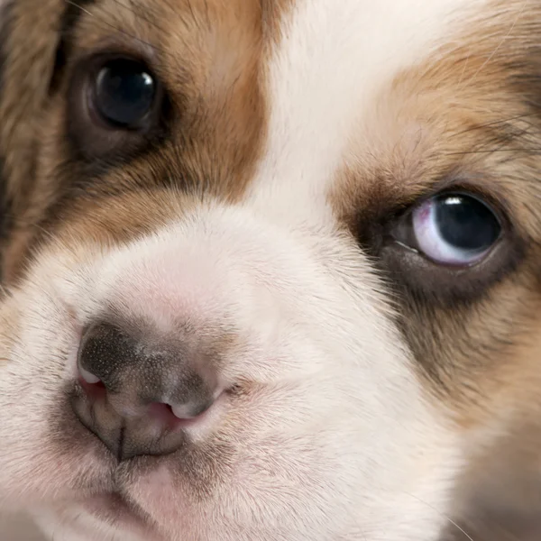 Beagle yavru, 4 haftalık bir close-up — Stok fotoğraf