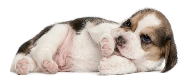 Chiot beagle, 4 semaines, couché devant un fond blanc — Photo