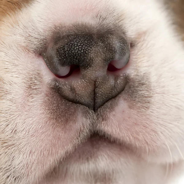 Närbild av beagle valpens näsa, 4 veckor gammal — Stockfoto