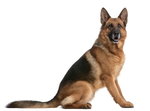 Alman çoban köpeği, 5 yıl yaşlı, beyaz arka plan — Stok fotoğraf