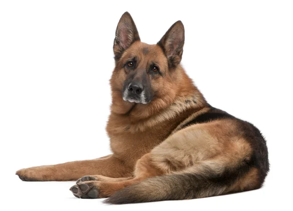 German Shepherd, 5 years old, in front of white background — Stock Photo, Image