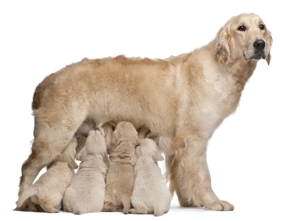Golden Retriever mother, 5 years old, nursing and her puppies, 4 weeks old, in front of white background — Stock Photo, Image