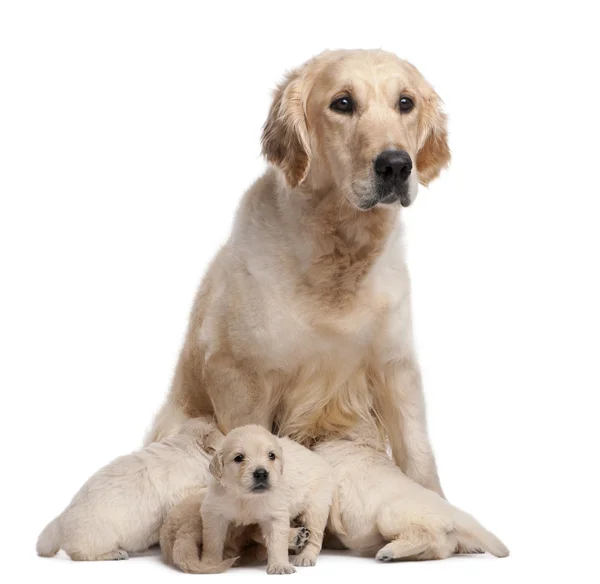 Gouden retriever moeder, 5 jaar oud, verpleeg- en haar puppies, 4 weken oud, voor witte achtergrond — Stockfoto