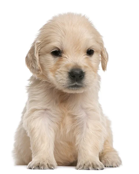 Golden Retriever puppy, 4 minggu, di depan latar belakang putih — Stok Foto