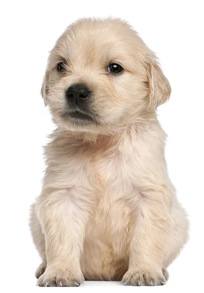 Golden retriever pup, 4 weken oud, voor witte achtergrond — Stockfoto