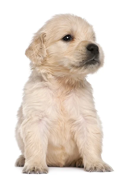 Cachorro Golden Retriever, 4 semanas de edad, delante de fondo blanco —  Fotos de Stock