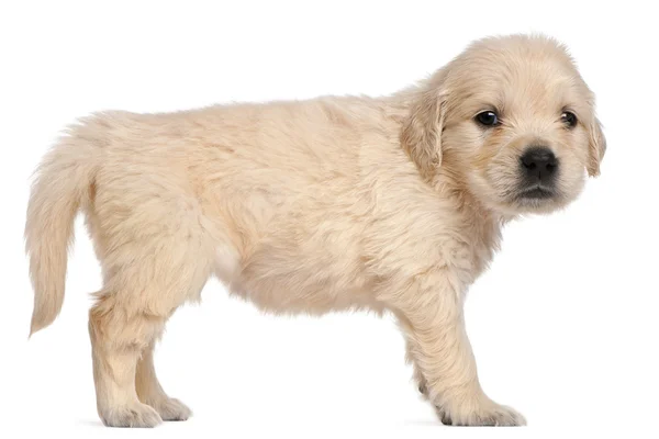 Cachorro Golden Retriever, 4 semanas de edad, delante de fondo blanco — Foto de Stock