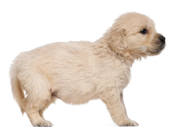 Golden retriever pup, 4 weken oud, voor witte achtergrond — Stockfoto