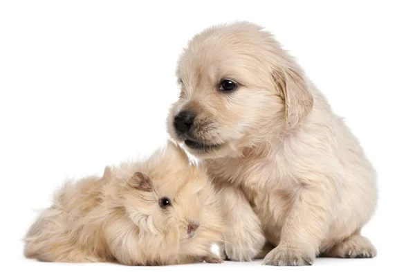 Zlatý retrívr štěně, 4 týdny staré a mladé peruánských morčat, 2 měsíce stará, před bílým pozadím — Stock fotografie