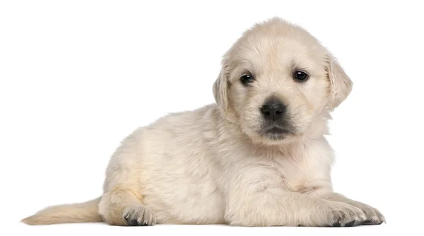 Zlatý retrívr štěně, 4 týdny, před bílým pozadím — Stock fotografie