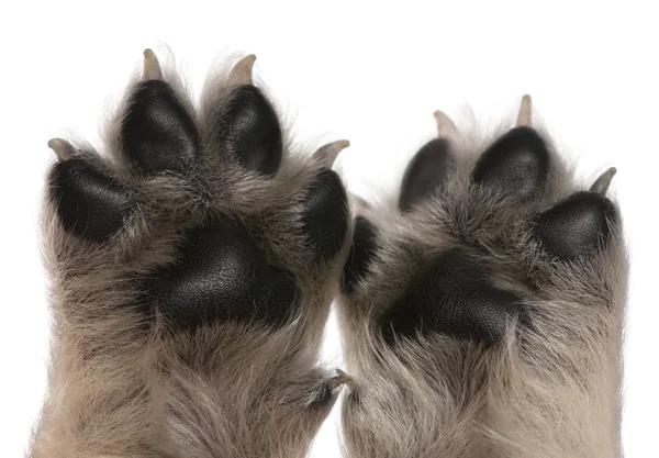 Close-up of puppy's paw, 4 weeks old, in front of white background — Stock Photo, Image