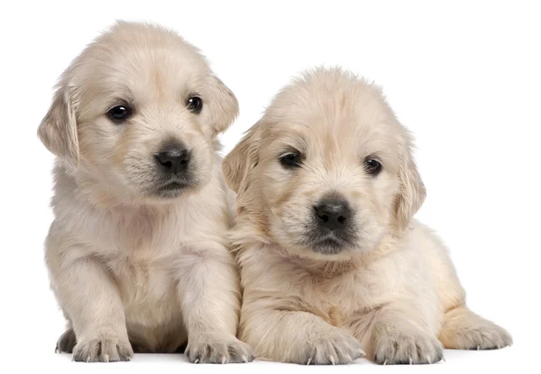 Gouden retriever pups — Stockfoto