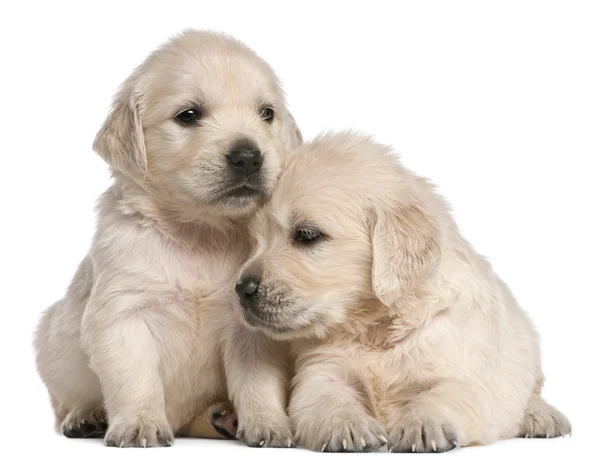 stock image Golden Retriever puppies